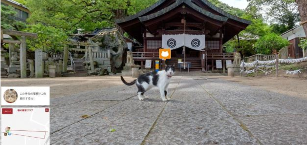 Cat Street View 3