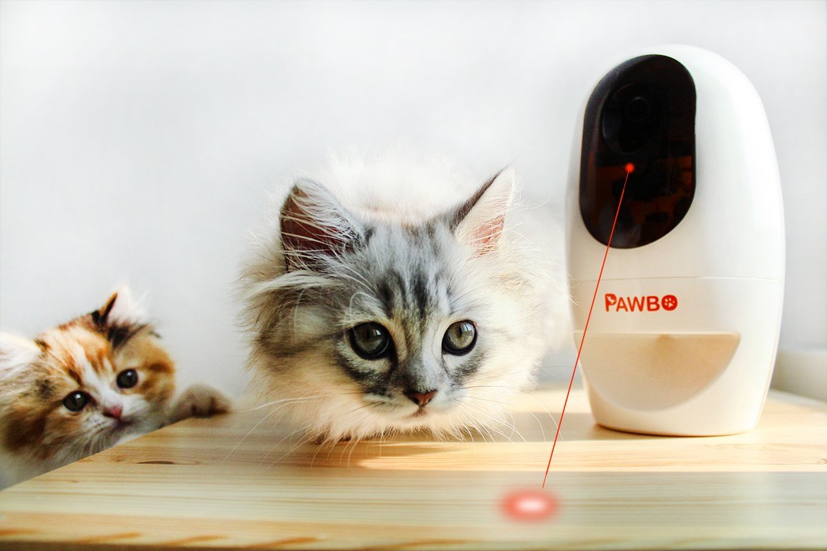 Pawbo+