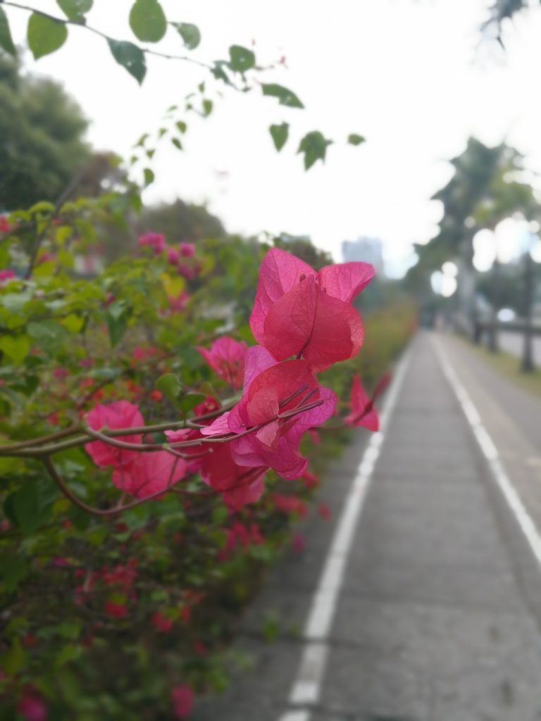Doogee Shoot 1, efecto bokeh