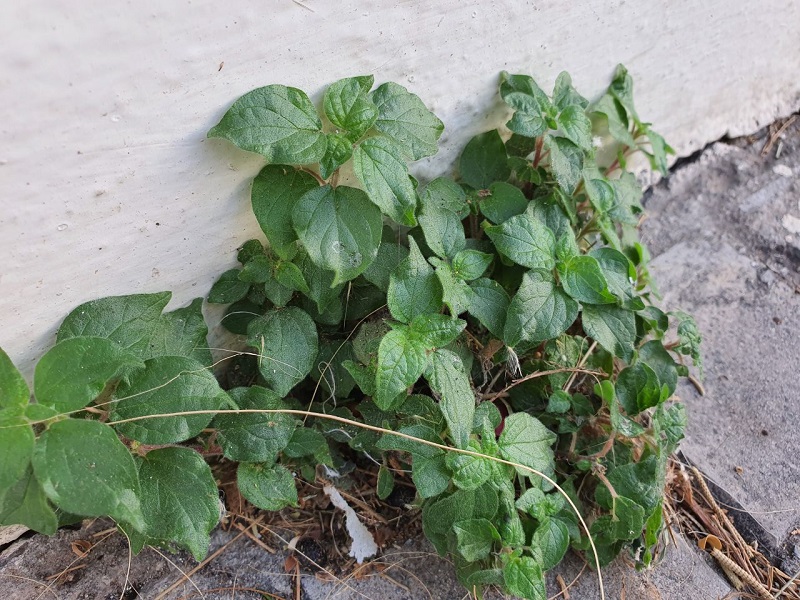 Samsung Galaxy Note10