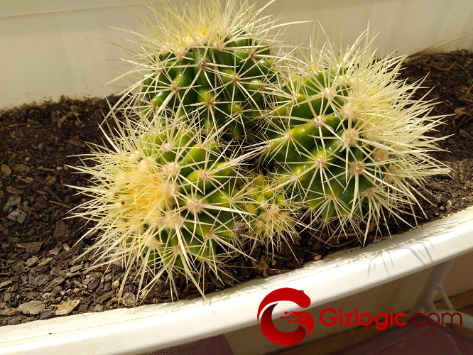 Crosscall Core T4 Crosscall Core T4