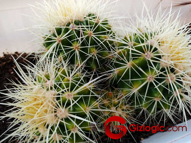LG K61 foto 4