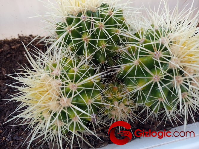 LG K61 foto 5