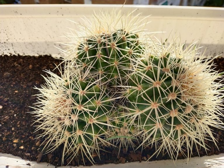 Vivo Y70 foto 3