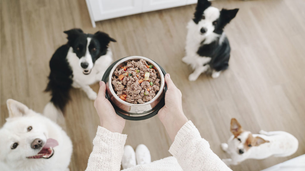 DogfyDiet, ahora también se puede pedir comida online para nuestro perro
