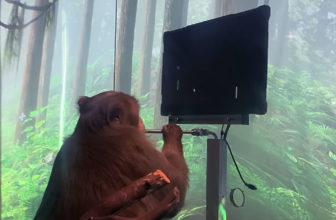 Neuralink muestra avances - permitir a un mono jugar Pong con la mente
