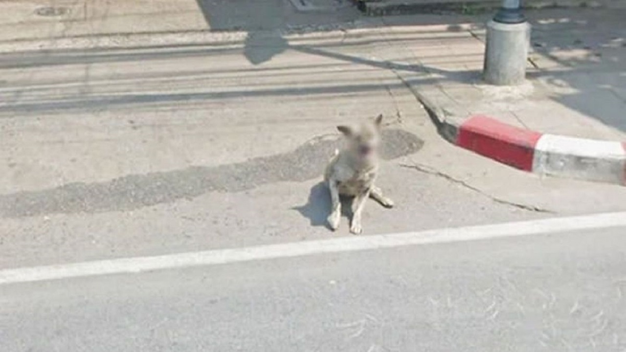 google maps pixelar cara perros