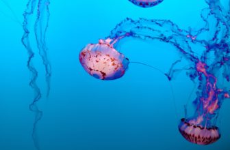 mejores apps para saber si hay medusas