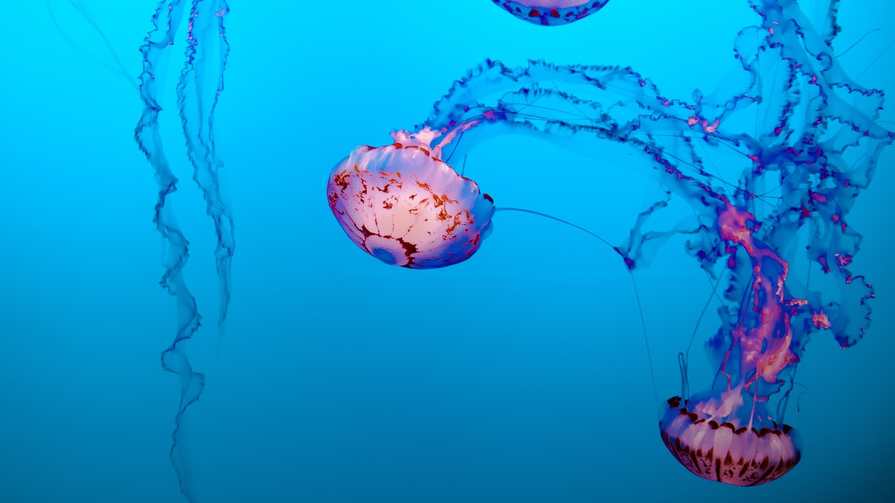 mejores apps para saber si hay medusas