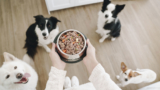 Dogfy Diet, ahora es posible comprar comida casera para nuestro perro 