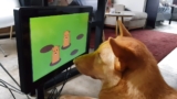 Joipaw, la consola de juegos para perros con impacto en su salud