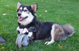 Derby y sus nuevas patas gracias a una impresora 3D